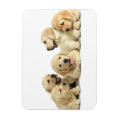 Magnet Flexible Golden Labrador Pupile (Vertical)
