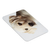 Magnet Flexible Golden Labrador Puppy Closeup (Côté Droit)