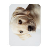 Magnet Flexible Golden Labrador Puppy Closeup (Vertical)