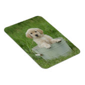 Magnet Flexible Golden Retriever (Côté Droit)