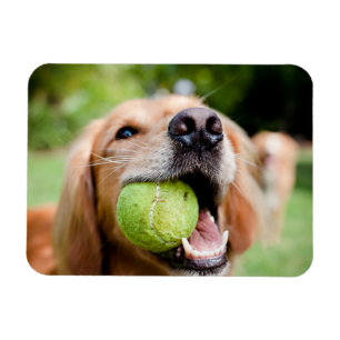 Magnet Flexible Golden Retriever Avec Le Bal De Tennis