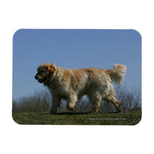 Magnet Flexible Golden retriever courant 3