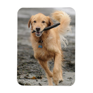 Magnet Flexible Golden Retriever courant avec un bâton dans la bou