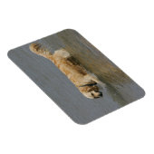 Magnet Flexible Golden Retriever dans l'eau (Côté Droit)