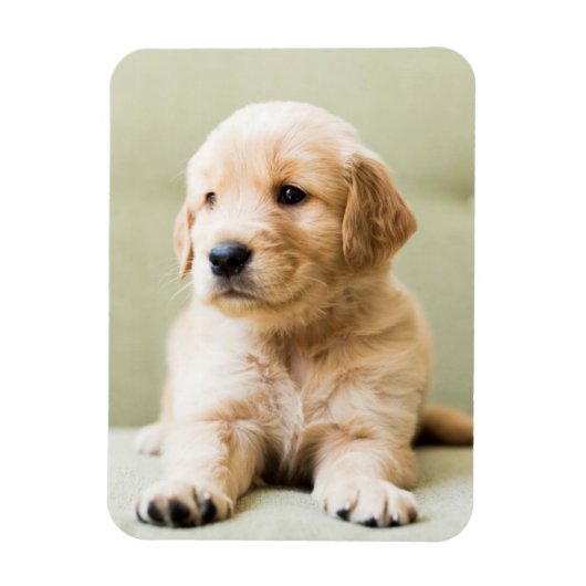 Magnet Flexible Golden Retriever Puppy (Vertical)