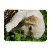 Magnet Flexible Golden Retriever Puppy (Horizontal)
