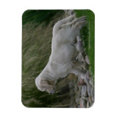 Magnet Flexible Golden Retriever Puppy Standing (Vertical)