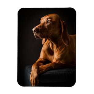 Magnet Flexible Golden Retriever Purebred Portrait