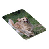 Magnet Flexible Golden Retriever Running 1 (Côté Droit)