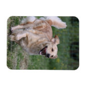 Magnet Flexible Golden Retriever Running 1 (Horizontal)
