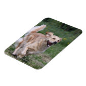 Magnet Flexible Golden Retriever Running 1 (Côté Gauche)