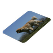 Magnet Flexible Golden Retriever Running 3 (Côté Gauche)