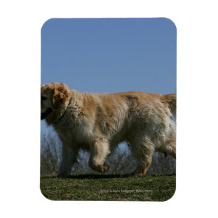 Magnet Flexible Golden Retriever Running 3
