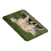 Magnet Flexible Golden Retriever Walking (Côté Droit)