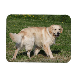 Magnet Flexible Golden Retriever Walking