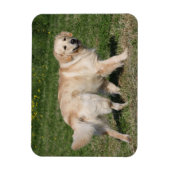 Magnet Flexible Golden Retriever Walking (Vertical)