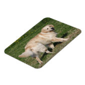 Magnet Flexible Golden Retriever Walking (Côté Gauche)