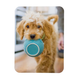 Magnet Flexible Goldendoodle Carré Dîner Bowl