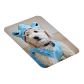 Magnet Flexible Goldendoodle En Costume De Requin (Côté Droit)