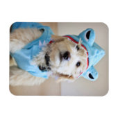 Magnet Flexible Goldendoodle En Costume De Requin (Horizontal)