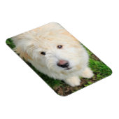 Magnet Flexible Goldendoodle Puppy regarde l'appareil photo (Côté Droit)