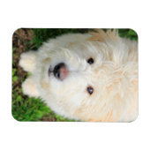 Magnet Flexible Goldendoodle Puppy regarde l'appareil photo (Horizontal)