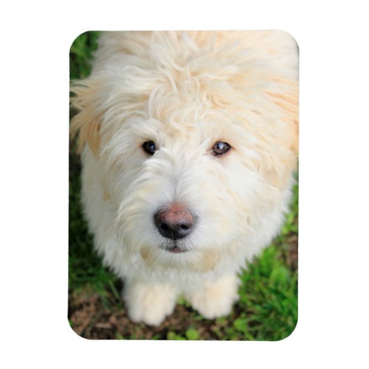 Magnet Flexible Goldendoodle Puppy regarde l'appareil photo (Vertical)