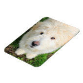 Magnet Flexible Goldendoodle Puppy regarde l'appareil photo (Côté Gauche)