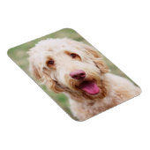 Magnet Flexible Goldendoodle souriant (Côté Droit)
