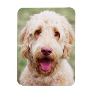 Magnet Flexible Goldendoodle souriant