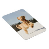 Magnet Flexible Goldendoodle Traversant Le Champ (Côté Droit)