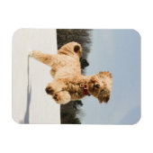 Magnet Flexible Goldendoodle Traversant Le Champ (Horizontal)