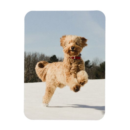 Magnet Flexible Goldendoodle Traversant Le Champ (Vertical)