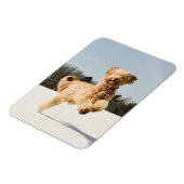 Magnet Flexible Goldendoodle Traversant Le Champ (Côté Gauche)