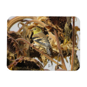 Magnet Flexible Goldfinch avec aimant tournesol