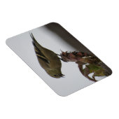 Magnet Flexible Goldfinch repose sur le magnéto de tournesol (Côté Droit)