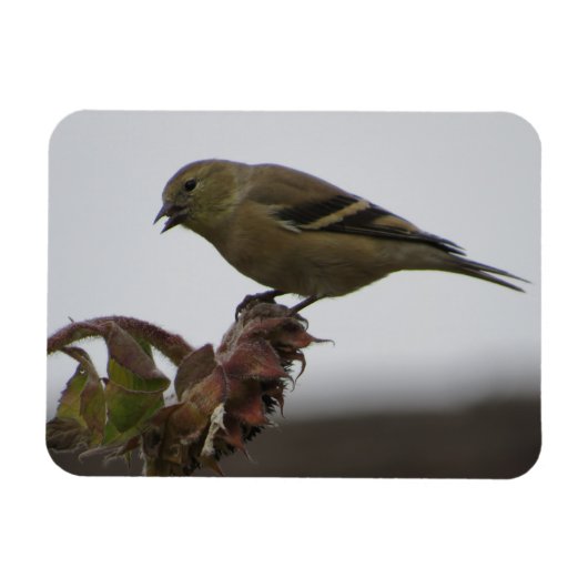 Magnet Flexible Goldfinch repose sur le magnéto de tournesol (Horizontal)