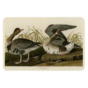Magnet Flexible Goose à face blanche