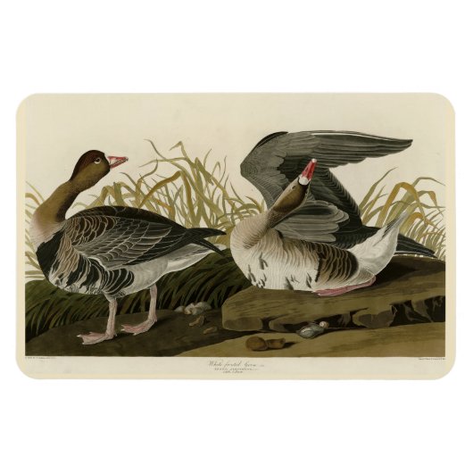 Magnet Flexible Goose à face blanche (Horizontal)
