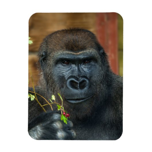 Magnet Flexible Gorilla Et Ses Berries Photo (Vertical)