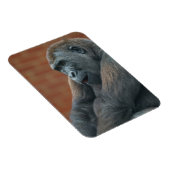 Magnet Flexible Gorilla Shufai (Côté Droit)