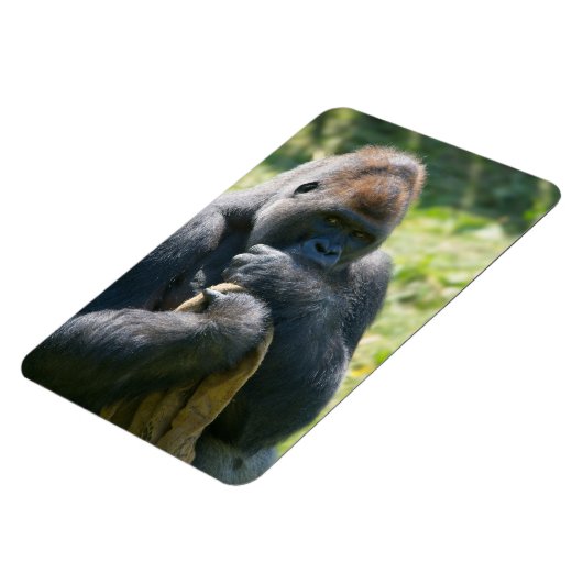 Magnet Flexible Gorille D'Argent Et Sa Couverture (Côté Gauche)