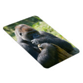 Magnet Flexible Gorille D'Argent Et Sa Couverture (Côté Droit)