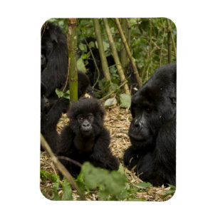 Magnet Flexible Gorille des montagnes, adulte avec jeune