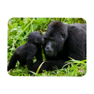 Magnet Flexible Gorille des montagnes bébé embrasse un dos argenté