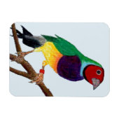 Magnet Flexible ~ Gouldian Finch ~ Art original ~ (Horizontal)