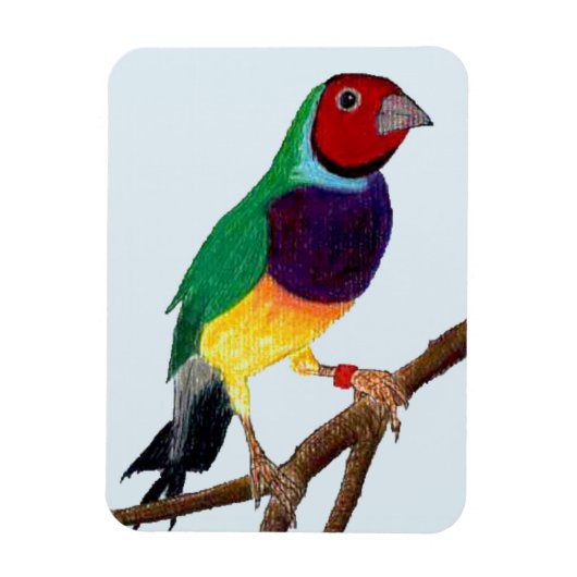 Magnet Flexible ~ Gouldian Finch ~ Art original ~ (Vertical)