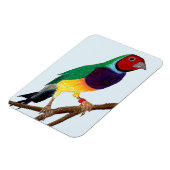 Magnet Flexible ~ Gouldian Finch ~ Art original ~ (Côté Gauche)