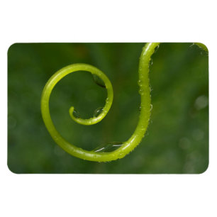 Magnet Flexible Gouttes d'eau sur une vigne