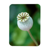 Graine de tête de fleur de pavot, Cap-Occidental